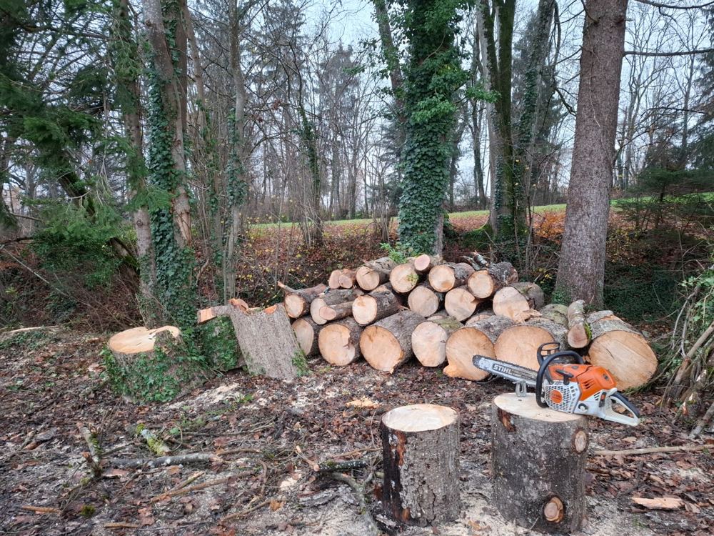 Troncs coupés et empilés en sous-bois, tronçonneuse posée sur une souche