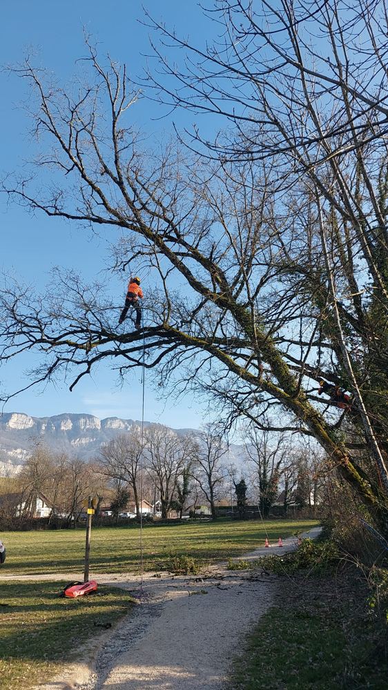 Élagueur grimpé dans un grand arbre au bord d'un chemin