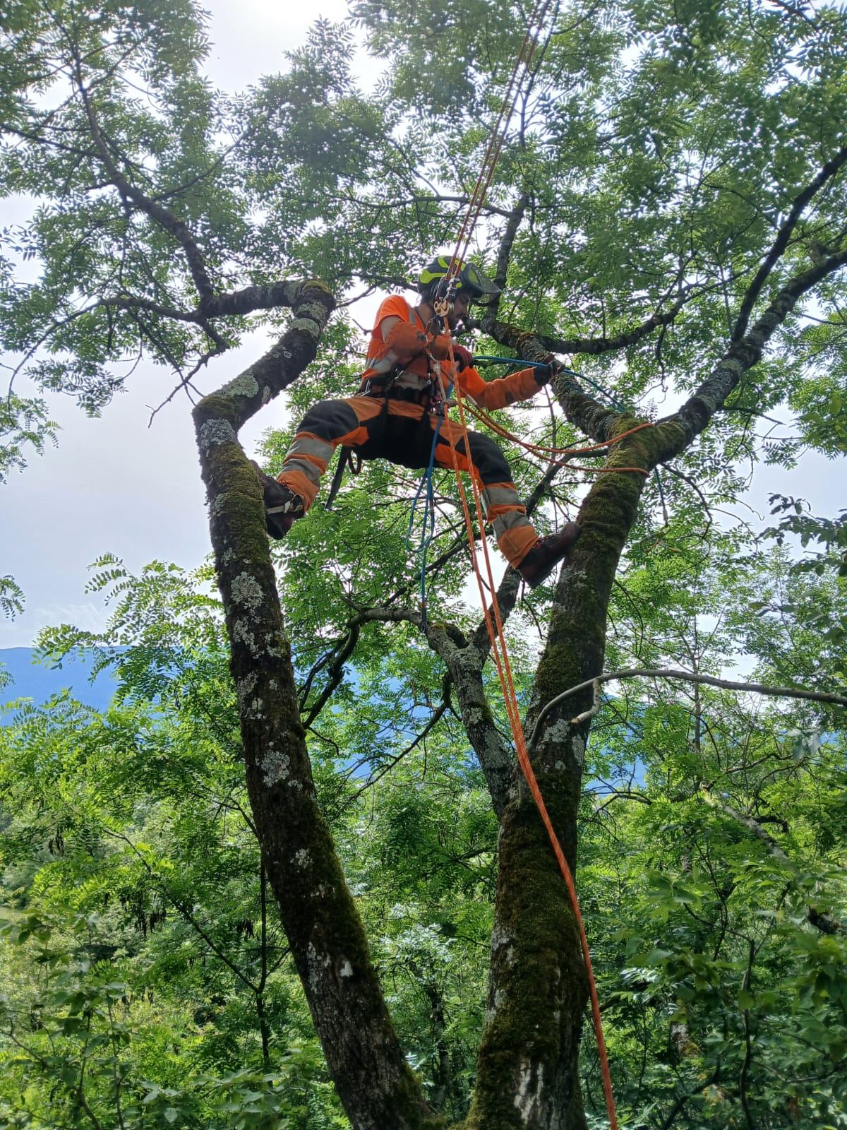 Nolan, élagueur, encordé dans la fourche d'un grand arbre
